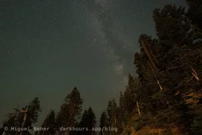 A faint Milky Way above fir trees on Mt Ashland, Oregon