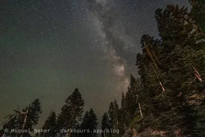 Looking up at the Milky Way through tall fir trees on Mt Ashland, Oregon